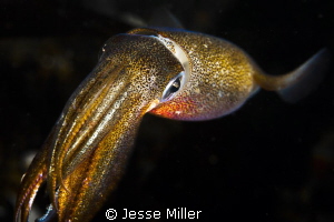 Opalescent Squid by Jesse Miller 